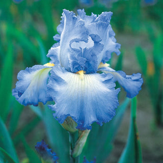 Cloud Ballet Reblooming Bearded Iris