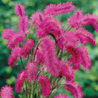 Japanese Bottlebrush