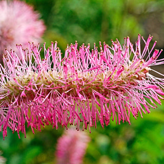 Japanese Bottlebrush