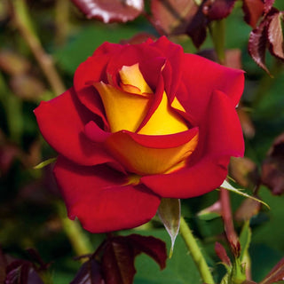 Ketchup Mustard Tree Rose