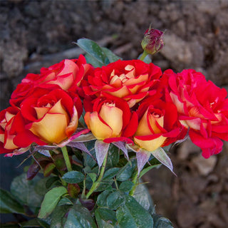 Ketchup Mustard Tree Rose