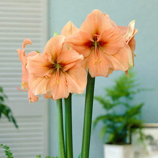 Naked Rilona Amaryllis