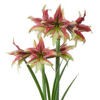 Mystica Amaryllis