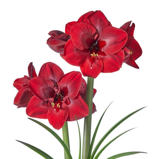 Amaryllis Carmen