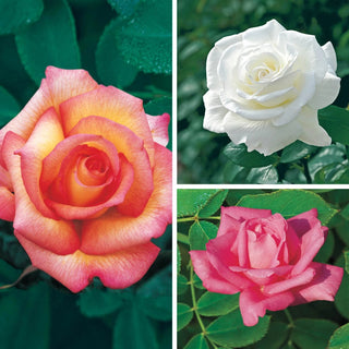 Fragrant Rose Garden Collections