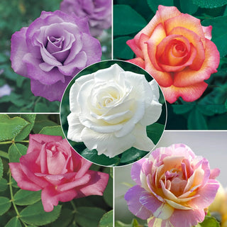 Fragrant Garden Rose Collections