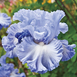 Double Bubble Bearded Iris