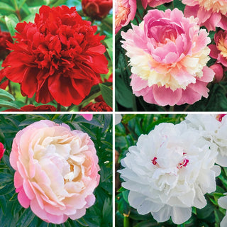 Lifetime Peony Collection