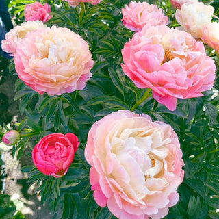 Lifetime Peony Collection