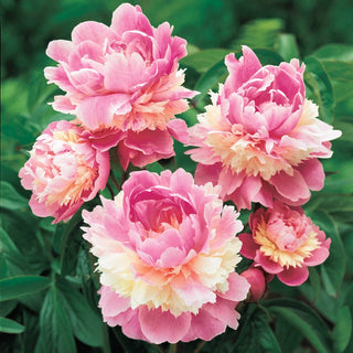 Lifetime Peony Collection