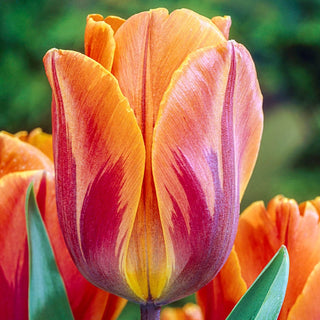 Flaming Beauties Tulip Mixture