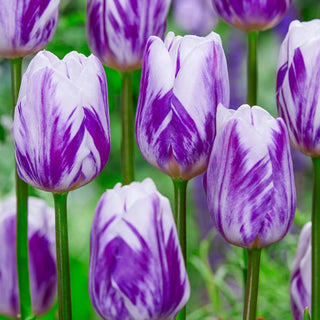 Flaming Beauties Tulip Mixture