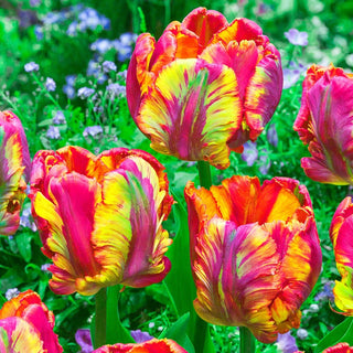 Flaming Beauties Tulip Mixture