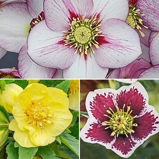 Honeymoon Hellebore Collection