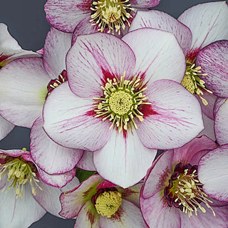 Honeymoon Hellebore Collection