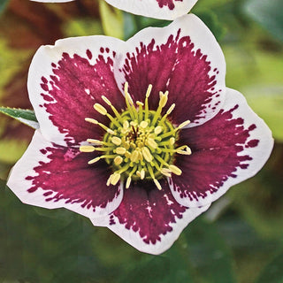 Honeymoon Hellebore Collection