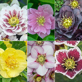 Harmonious Hellebore Collection