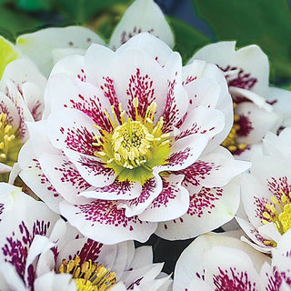 Harmonious Hellebore Collection