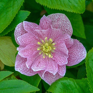 Harmonious Hellebore Collection