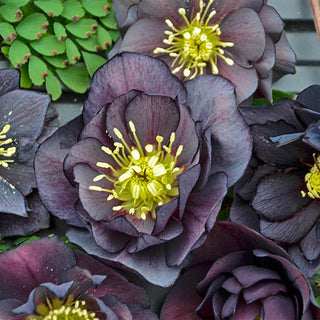 Harmonious Hellebore Collection