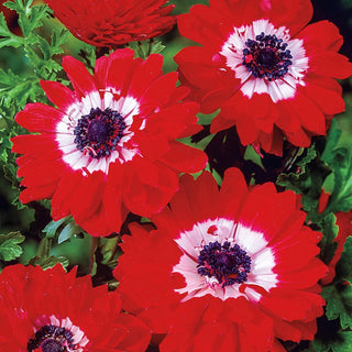 Red Double Anemone Daisy