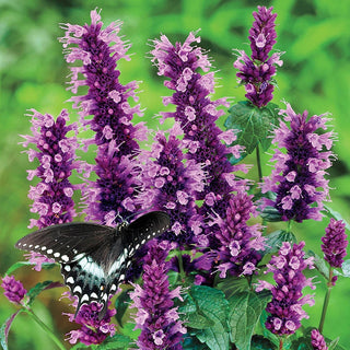 Black Adder Anise Hyssop