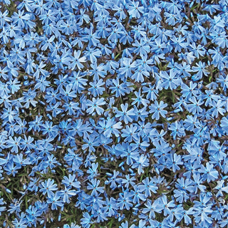 Blue Emerald Carpet Phlox