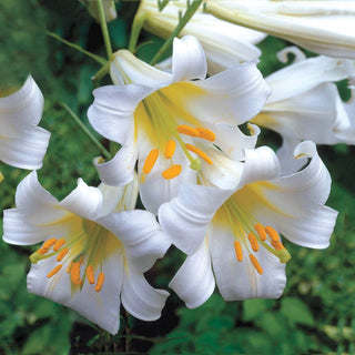 Trumpet Lilies