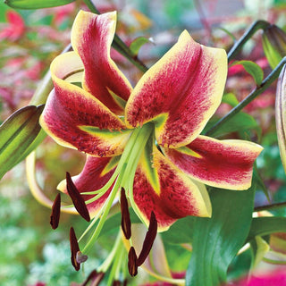 Sheherazade Turban Lily