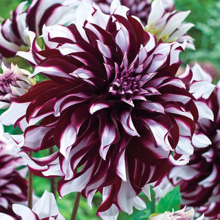 Tartan Dinnerplate Dahlia