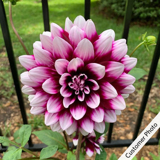 Tartan Dinnerplate Dahlia