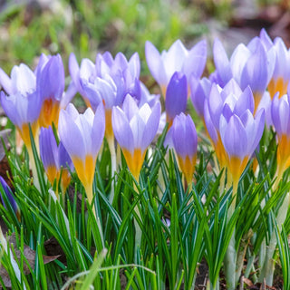 Firefly Snow Crocus