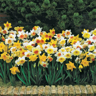 Daffodils For Naturalizing Mixture