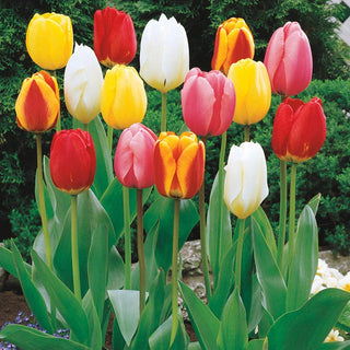 Perennial Tulip Mixture