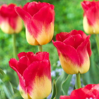 Match Tulip