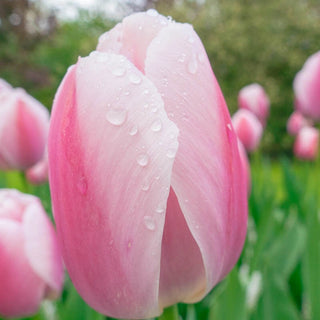 Pride Tulip Mixture