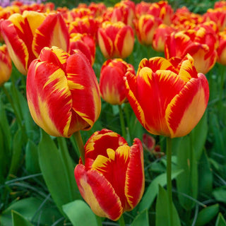 Banja Luka Tulip