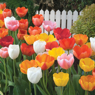 Darwin Hybrid Tulip Mixture