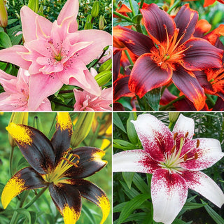 Favourite Collection Lily