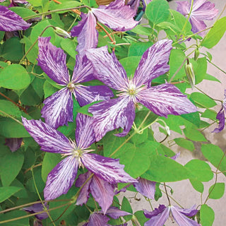 Clematis Tie Dye