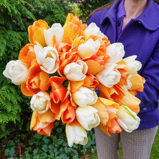 Apricot White Tulip Mixture