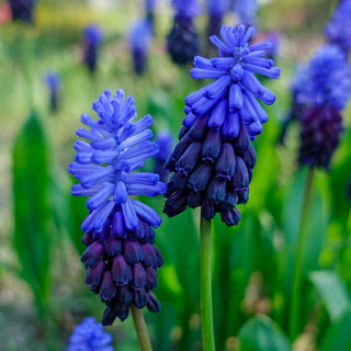 Muscari Latifolium