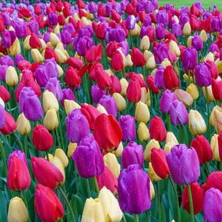 Red Yellow Purple Tulip Mixture