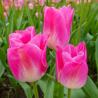 Dynasty Tulip