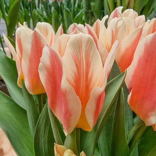 Quebec Tulip