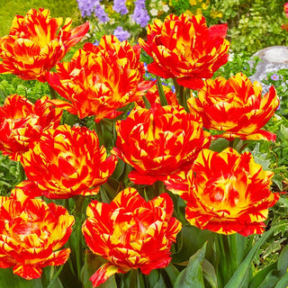 Abba Dream Tulip