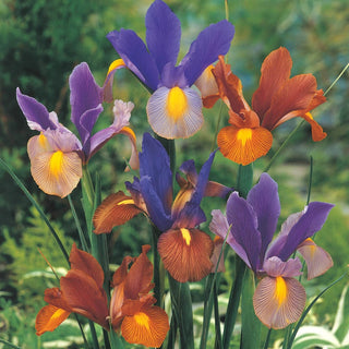 Tiger Iris Mixture