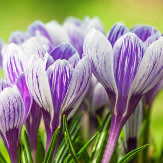 King Of The Striped Crocus