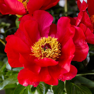 Blaze Peony