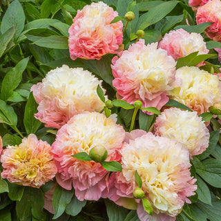 Lois Choice Peony